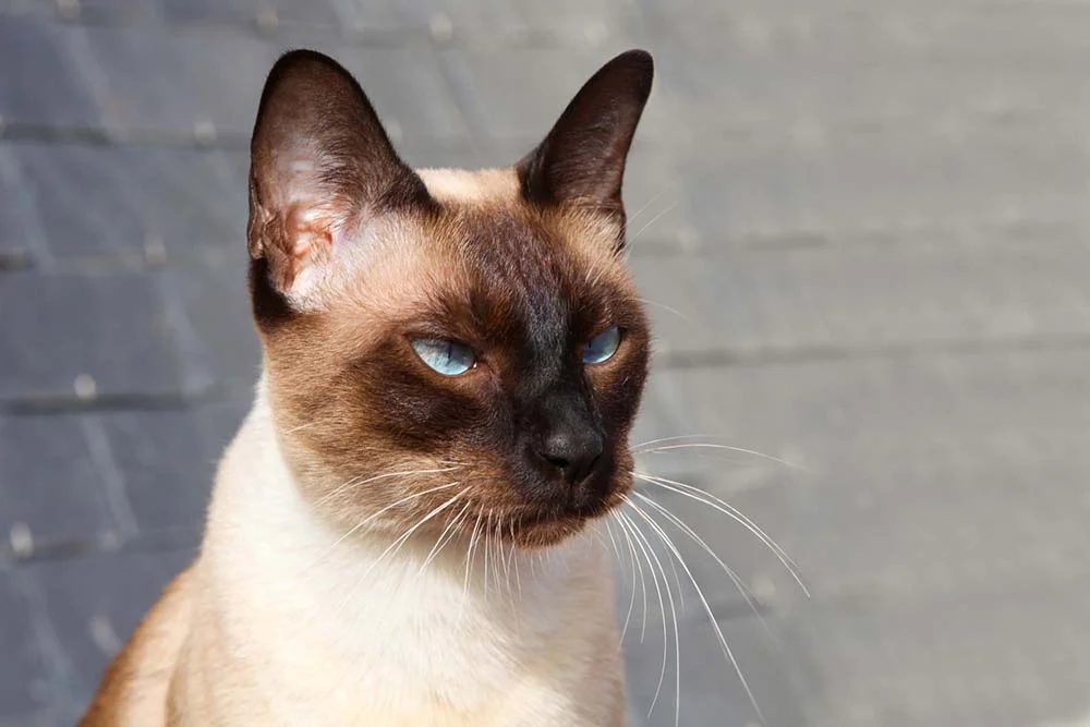 Cara de sério do Sialata engana: ele é adorável! Foto de gato Siamês causa mesma impressão.
