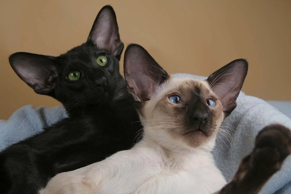 Filhote de gato Siamês: os olhos vesguinhos e azuis vão te conquistar!