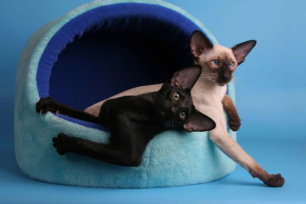 Foto de gato Siamês com gato de outra raça: pet é muito sociável!