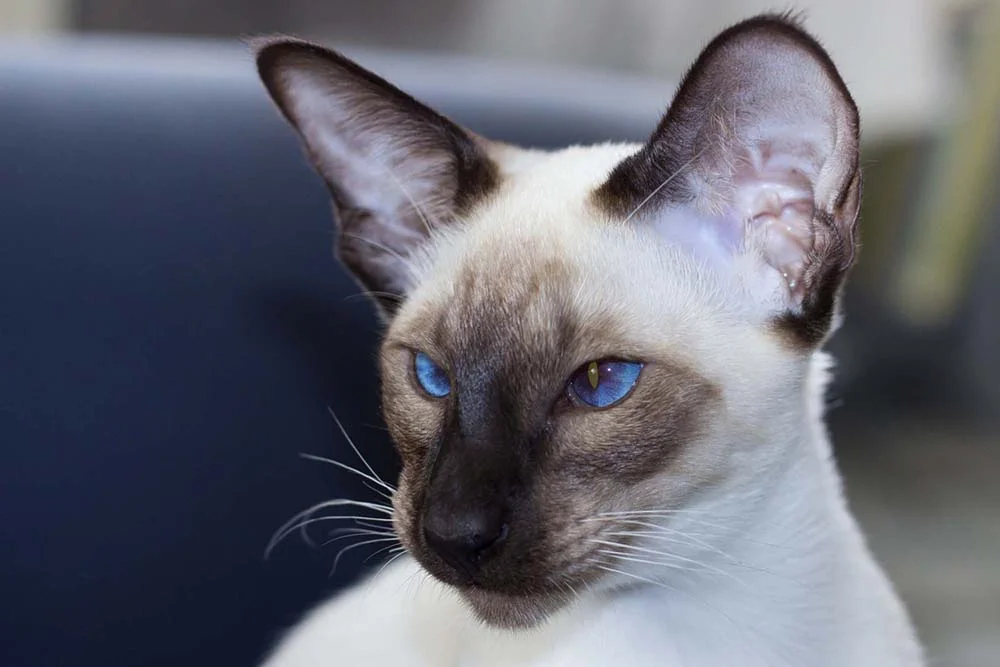 Foto de gato Siamês super branquinho e orelhudinho: essa é a aparência da raça pura.