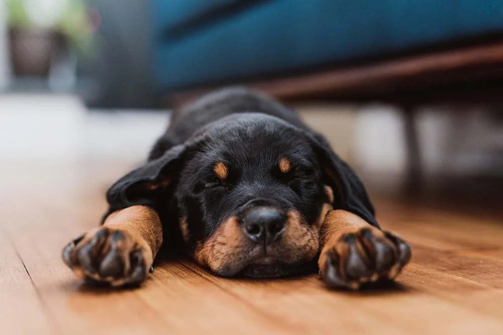 Quando filhote, Rottweiler tem uma rotina de muita energia e momentos de descanso