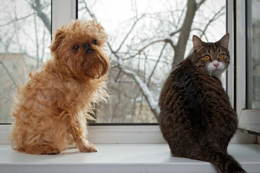 Cachorro e gato: os bichinhos podem ser grandes amigos e até curtir a vista juntos