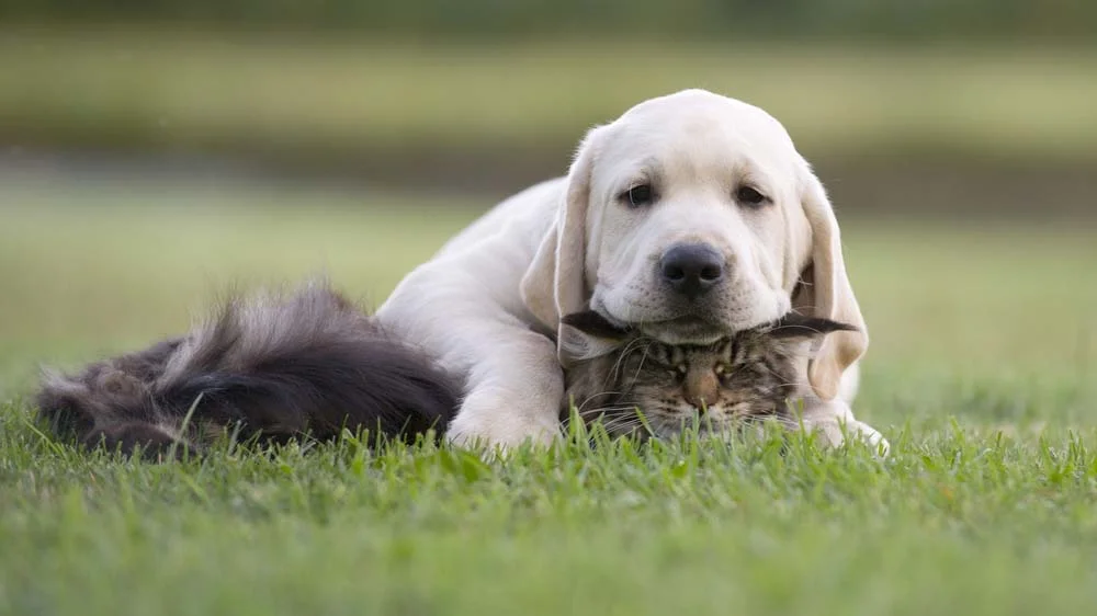 Gato e cachorro: para eles, o que importa é a amizade