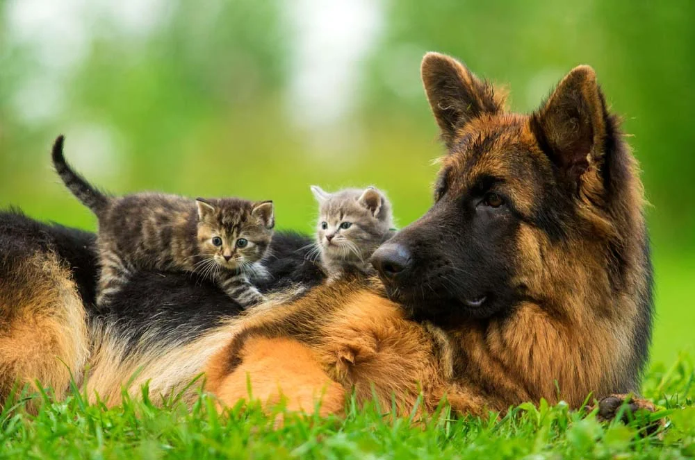 Cães e gatos: é mais fácil adaptar um cão adulto com um gato filhote do que o contrário