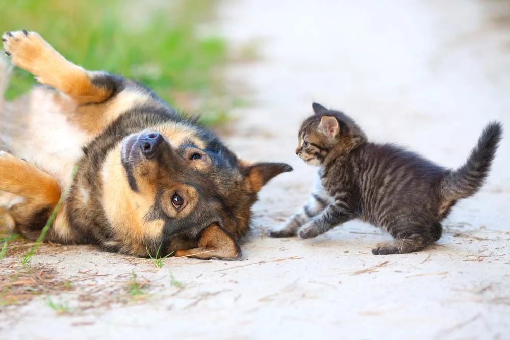 Gato vs cachorro: eles não são inimigos. Pelo contrário, podem ser grandes amigos!