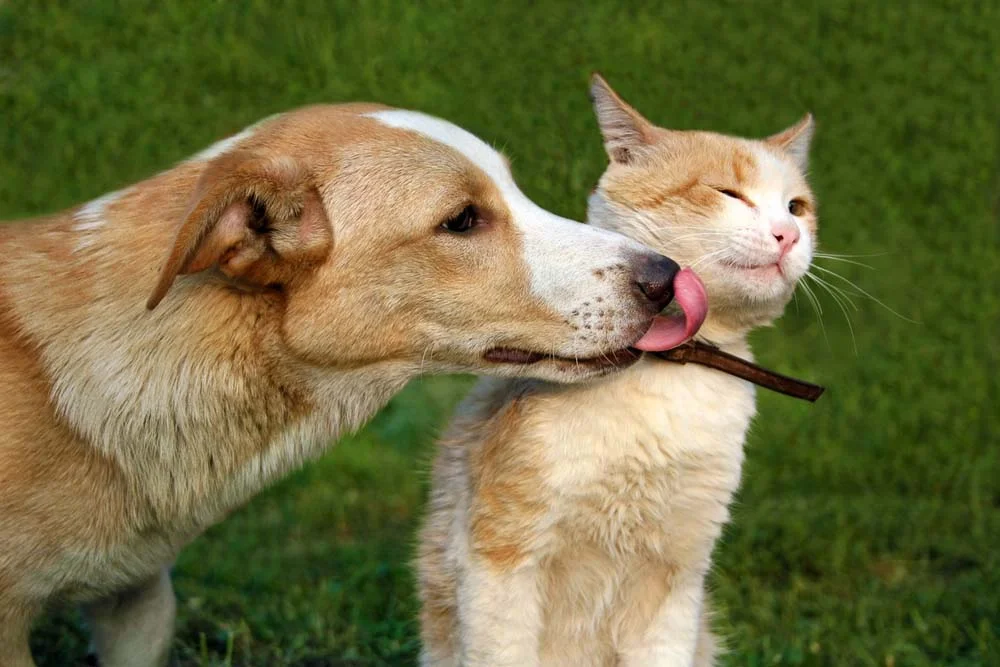 Cachorro e gato: alguns cães gostam tanto de gatinhos que adoram dar lambidas de amor