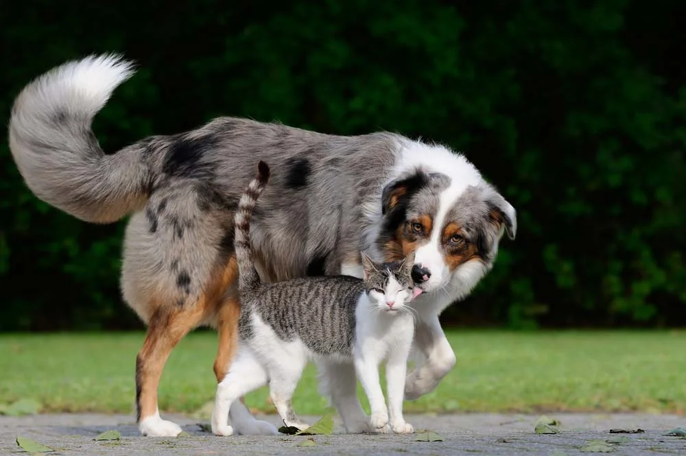 Gato e cachorro: apesar de ser maior, o cachorro sabe exatamente como agir com o gato