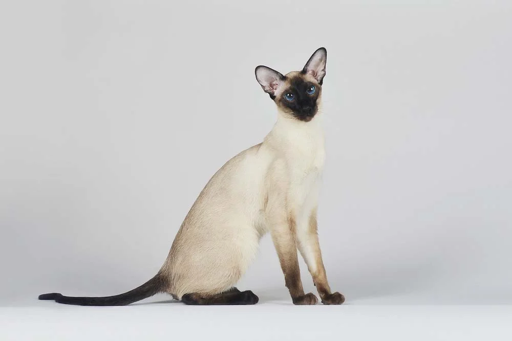 Imagens de gato Siamês mostram o charme da raça!