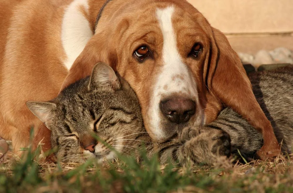 Cães e gatos juntos não são apaixonantes?