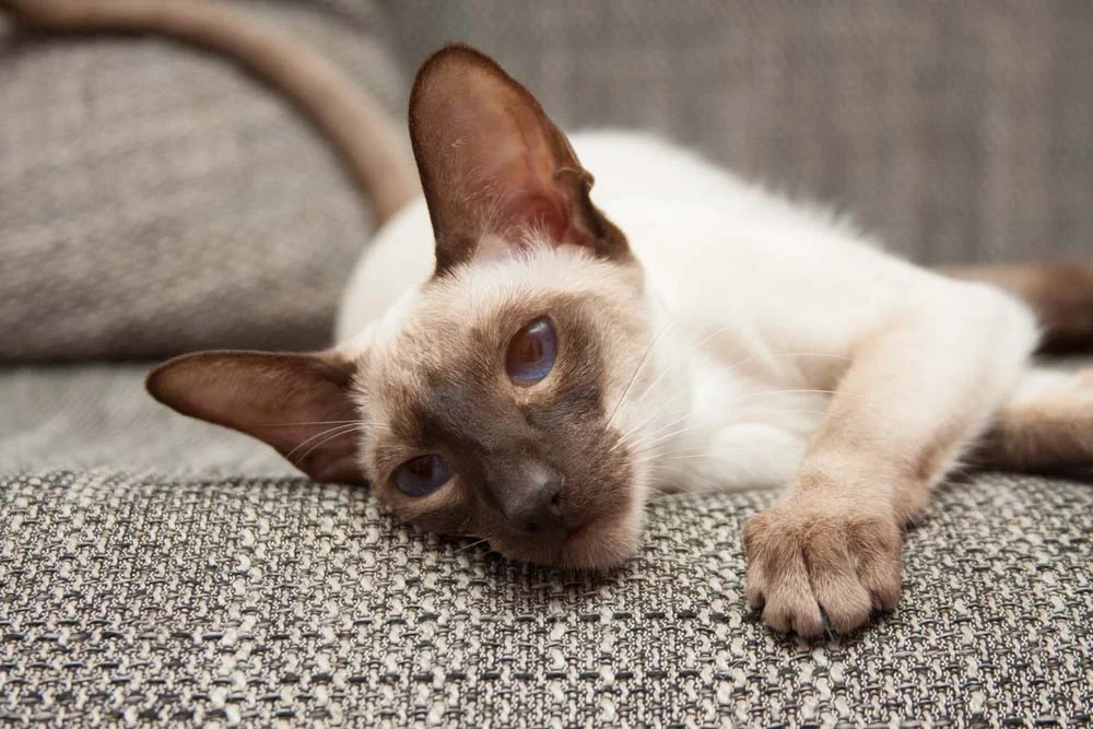 Foto de gato Siamês: até adulto, ele pode ter uma simetria sutil
