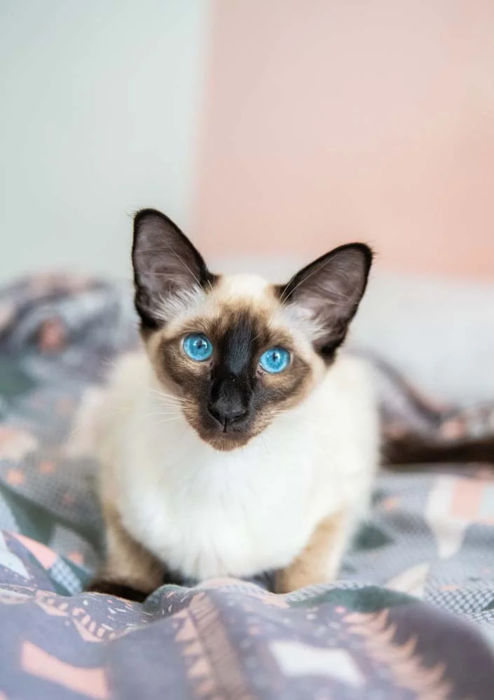 Independente do tom e tamanho, o gato Siamês sempre vai ter olhos azuis.