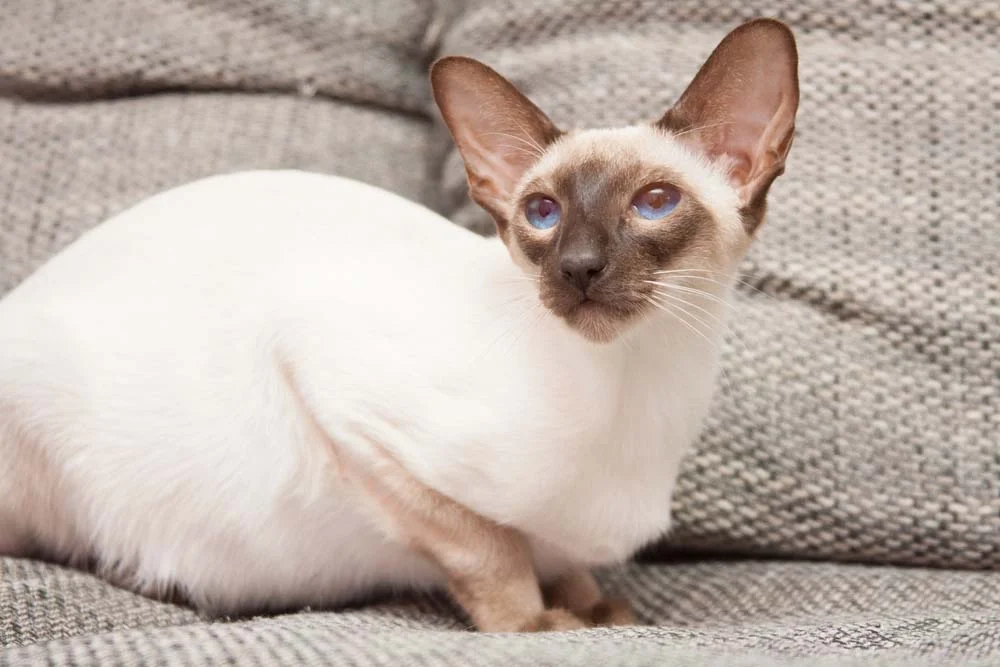 A foto de gato Siamês também reflete a beleza da raça