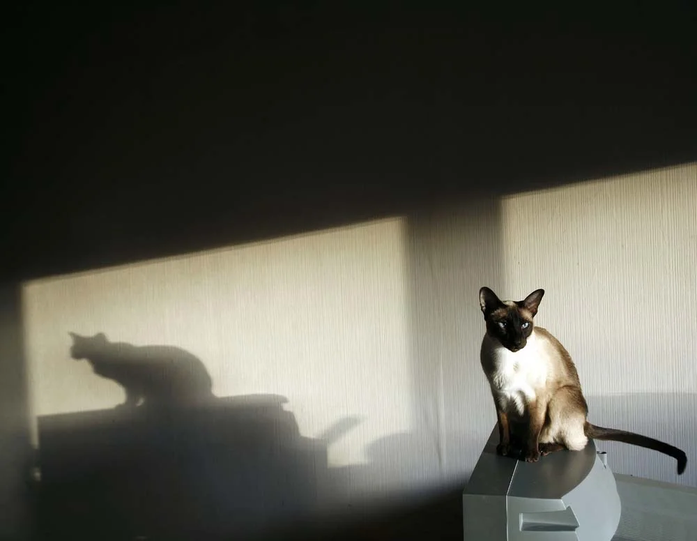 Uma linda foto de Gato Siamês: animal é um dos mais belos felinos.