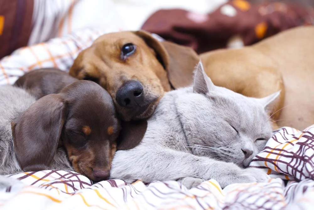 Cães e gatos são diferentes entre si, mas são igualmente amorosos e carinhosos!