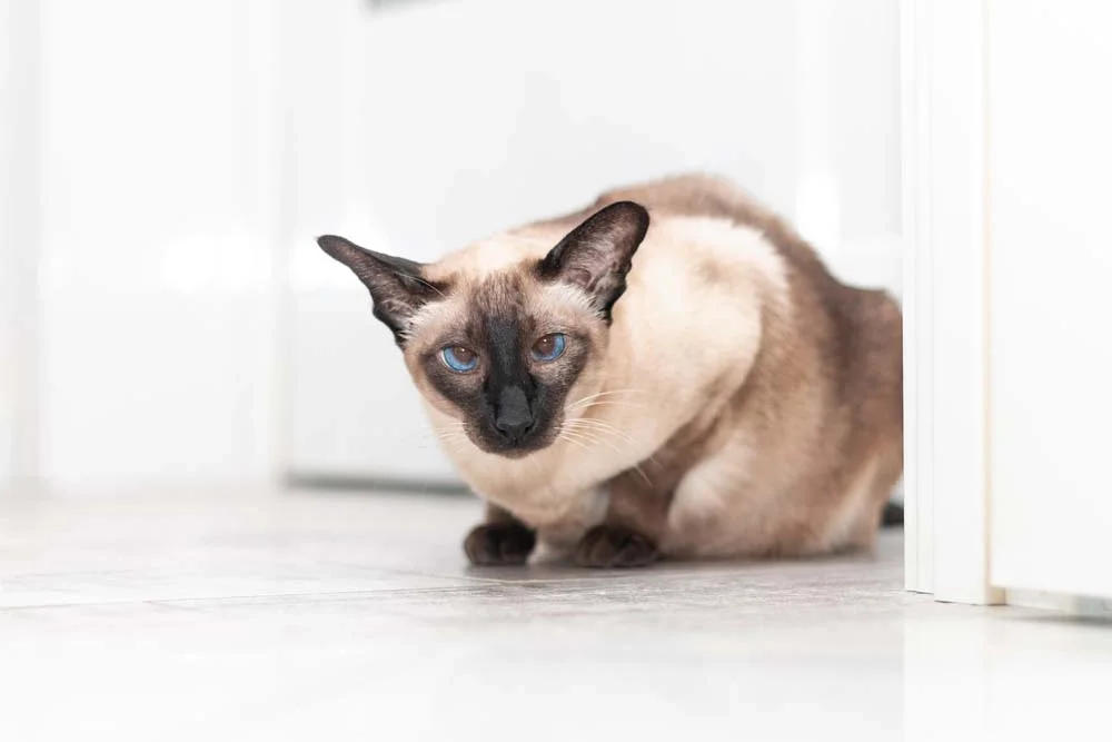 A raça de gato Siamês mede até 30 cm