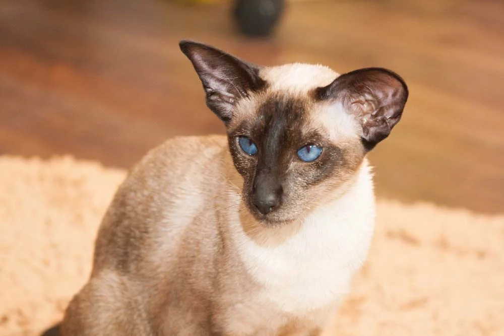 Foto: Gato Siamês, uma raça simpática e sociável