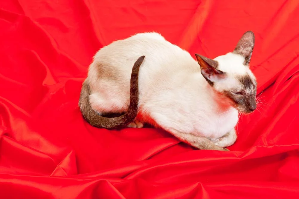 Geralmente, o gato Siamês tem a calda fina e escura.