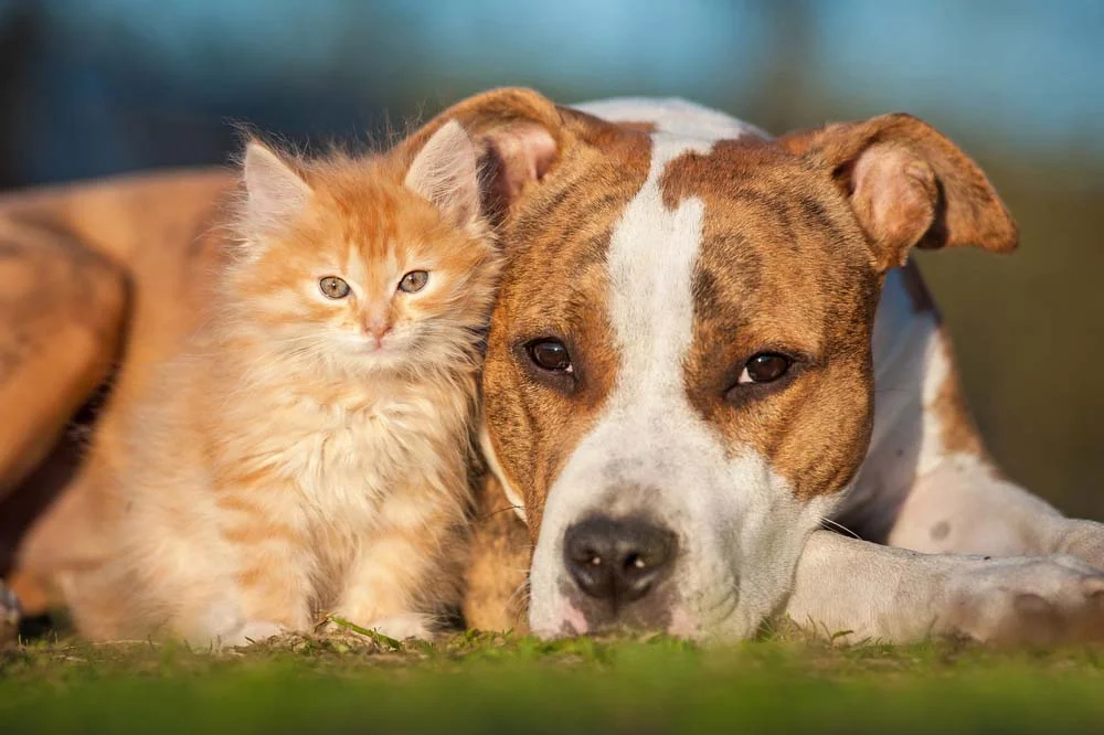 Cachorro e gato: vai dizer que esses dois bichinhos não são parecidos?