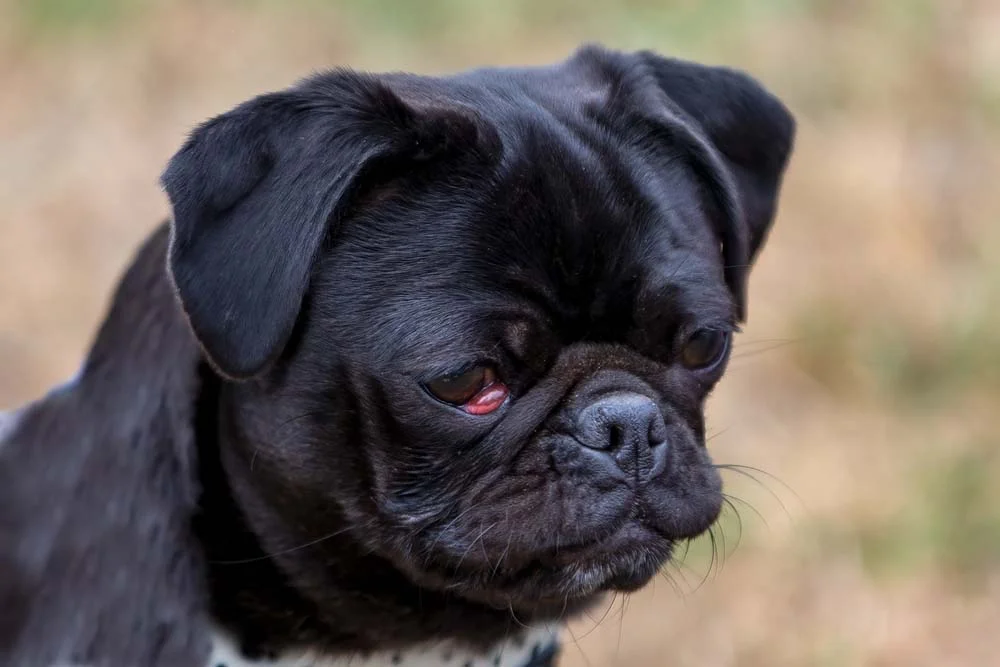 Uma das doenças comuns em Pug é o olho de cereja