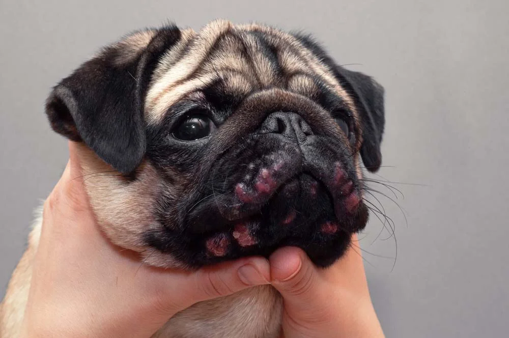 Cachorro Pug com alergia é uma situação que pode acontecer por vários motivos