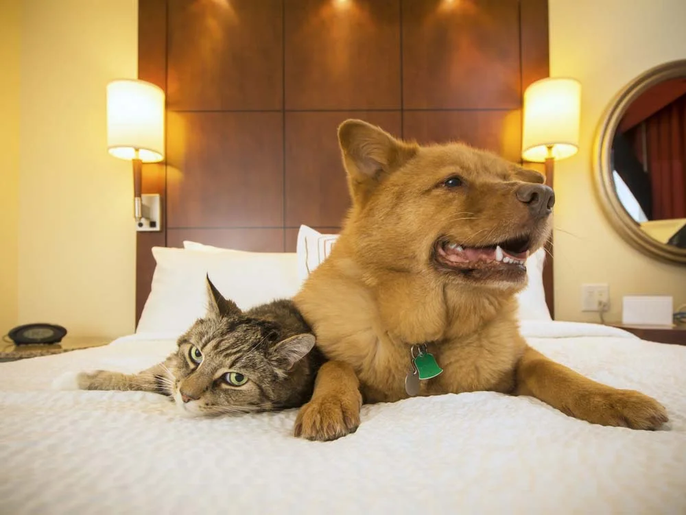 Gato e cachorro são amigos diferentes entre si, mas que podem se respeitar