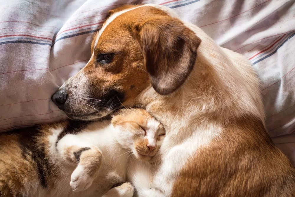 Cães e gatos: tem como não amar esses animais tão lindos?