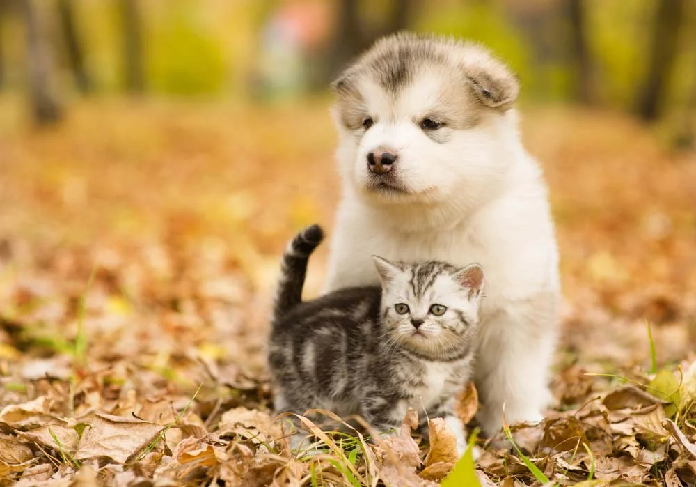 Cachorro e gato filhotes que crescem juntos costumam ser grandes amigos!