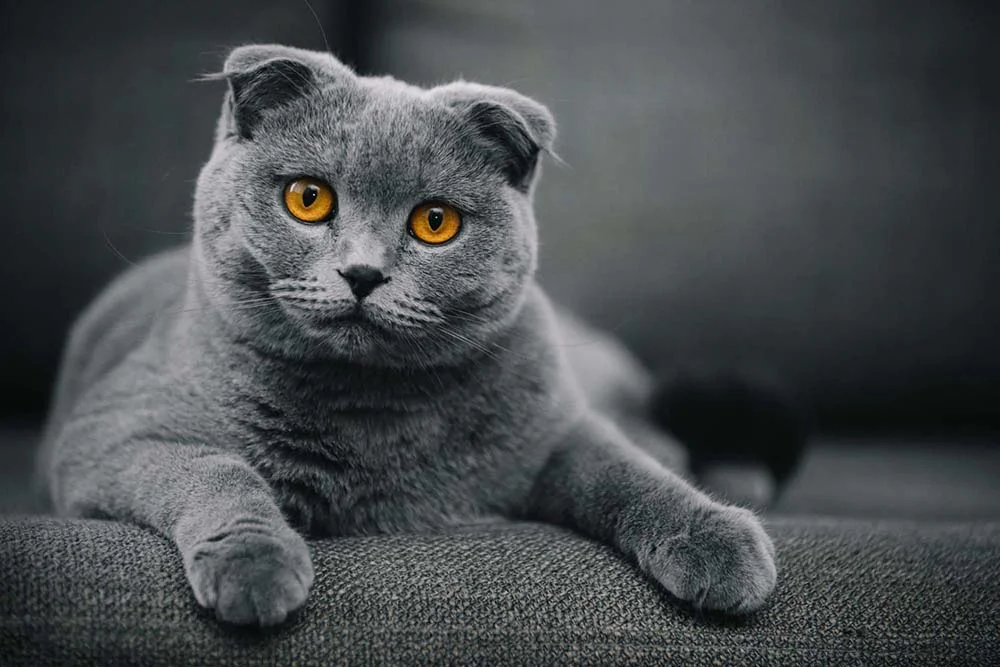 Scottish Fold: gato cinza é um dos mais visados