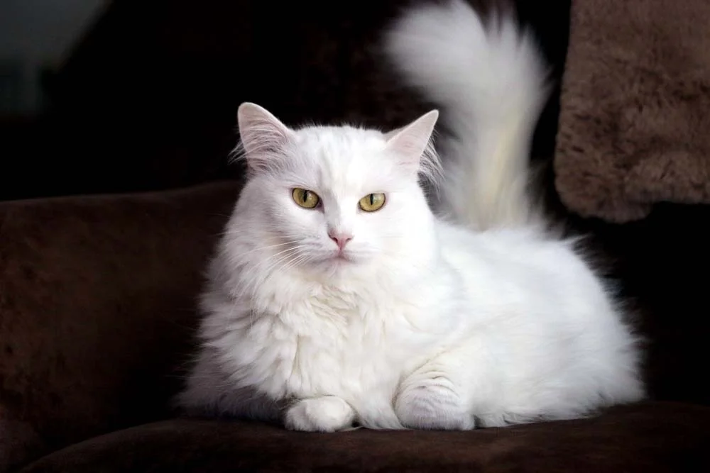 O gato Angorá é naturalmente elegante e esbelto