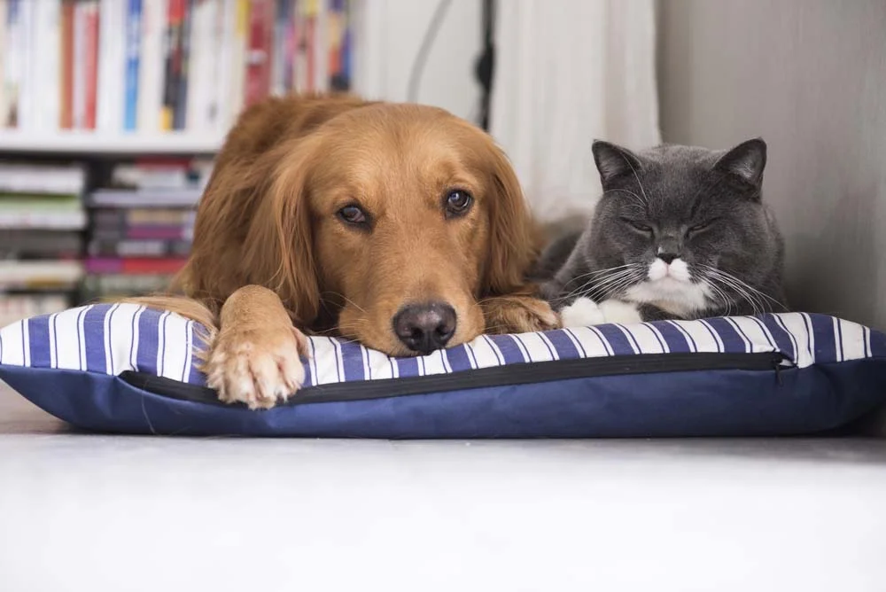 Gato ou cachorro: seja qual for sua escolha, não são apaixonantes esses dois dormindo juntinhos?