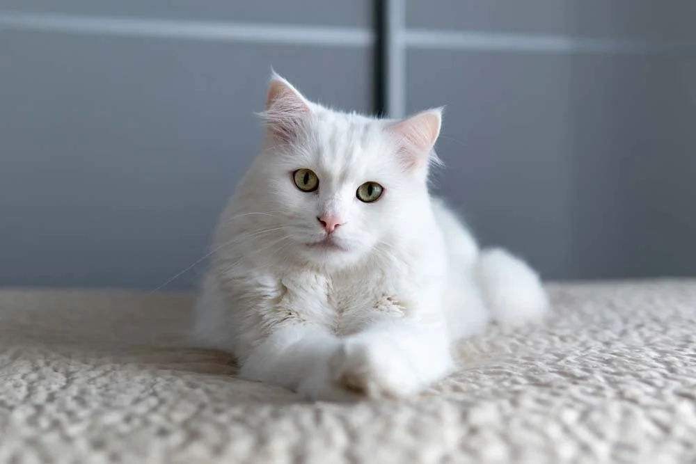 Angorá: gato costuma ter os pelos bem branquinhos