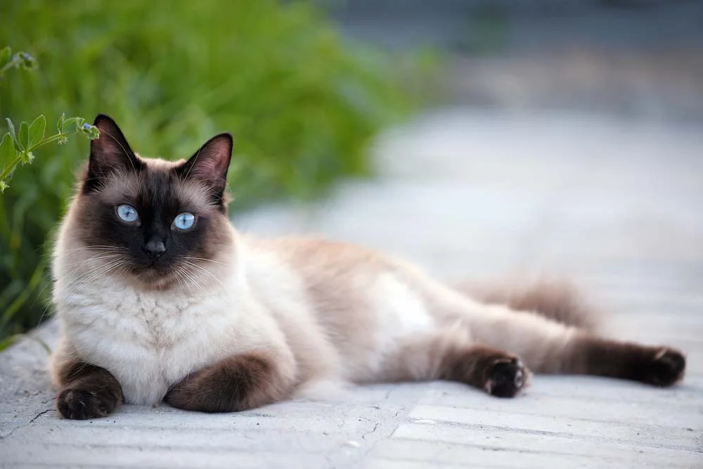 Siamês: raça de gato tem lindos olhos azuis
