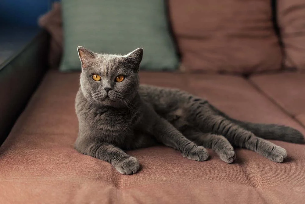British Shorthair: gato cinza é uma das pelagens mais comuns da raça
