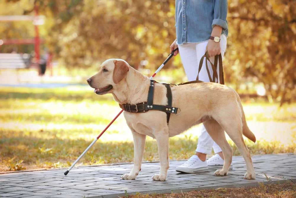 O Labrador é o cão guia mais comum para deficiente visual