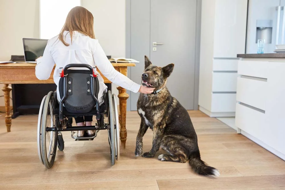 O Pastor Alemão é uma raça de cão guia que protege paraplégicos