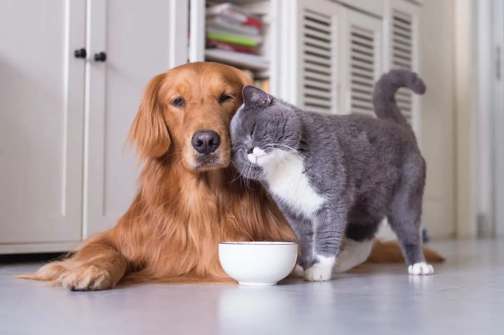 Cachorro e gato: olha que coisa mais fofa esse chamego!