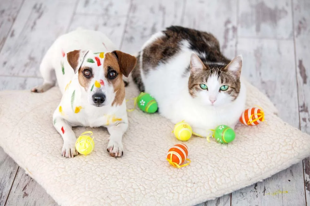 Cães e gatos podem e devem brincar juntos: cada um com a sua brincadeira favorita ou com uma que seja boa para todos!