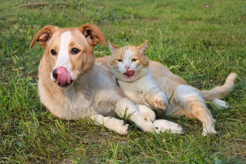 Cachorro e gato: cara de um, focinho de outro! Estamos sem condições pra essa foto!