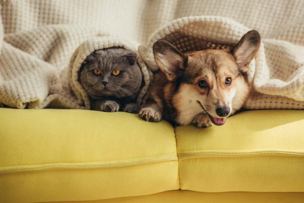 Gato e cachorro: juntos até na hora de se proteger do frio!