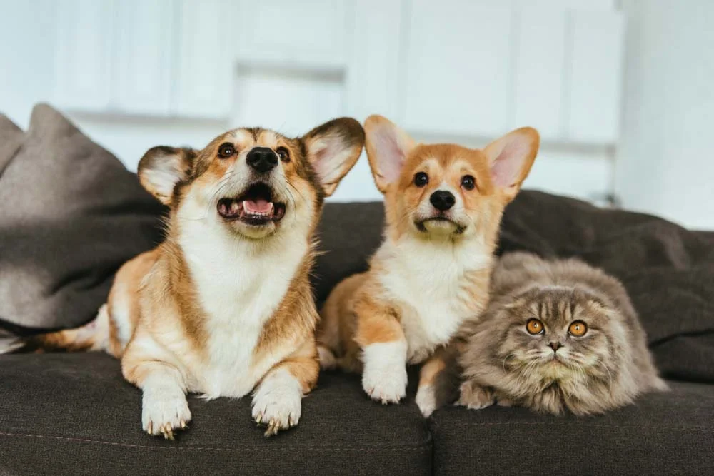 Cachorro e gato: essa duplinha de cães tem como companhia um felino bem peludo!
