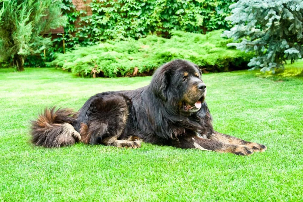Cachorro mais caro do mundo: Mastim Tibetano é um gigante bem peludo
