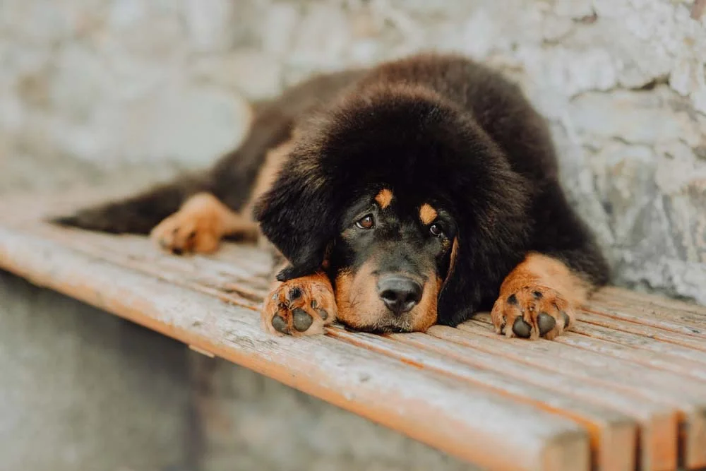 O cachorro mais caro do mundo é teimoso, mas também muito inteligente!