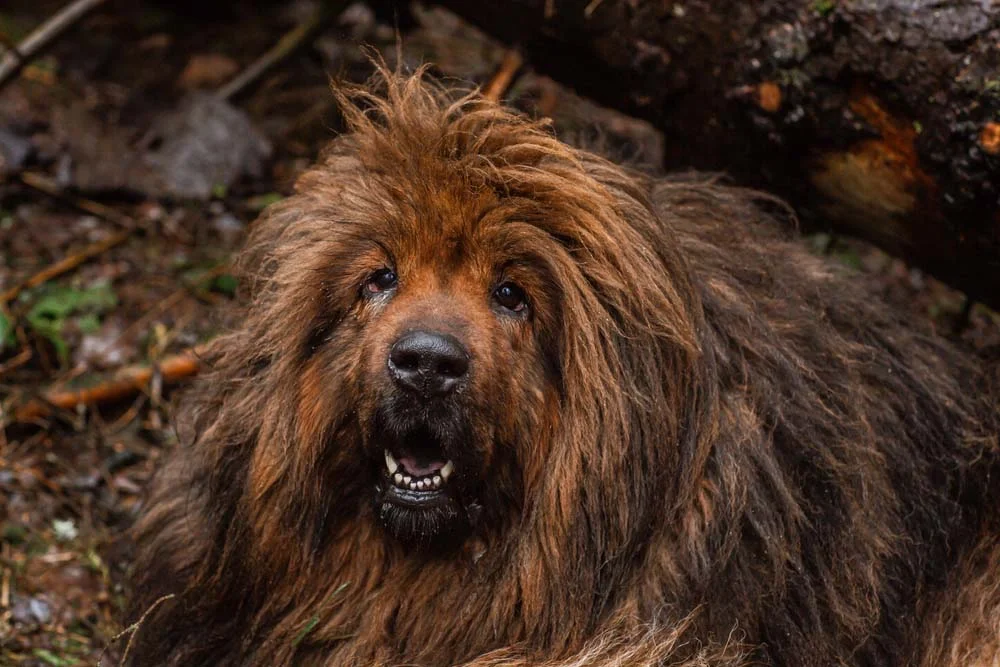 Mastim Tibetano: pelos do cachorro mais raro do mundo precisam de cuidados constantes