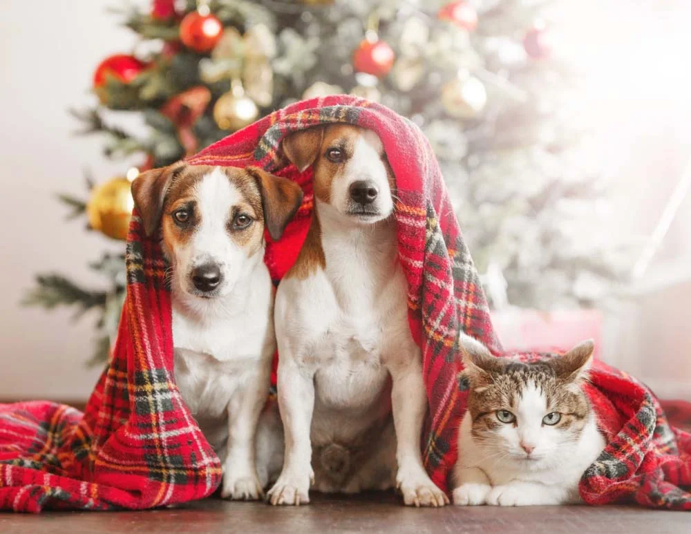 Cachorro e gato: até no natal, os amigos estão juntos para participar do momento em família!