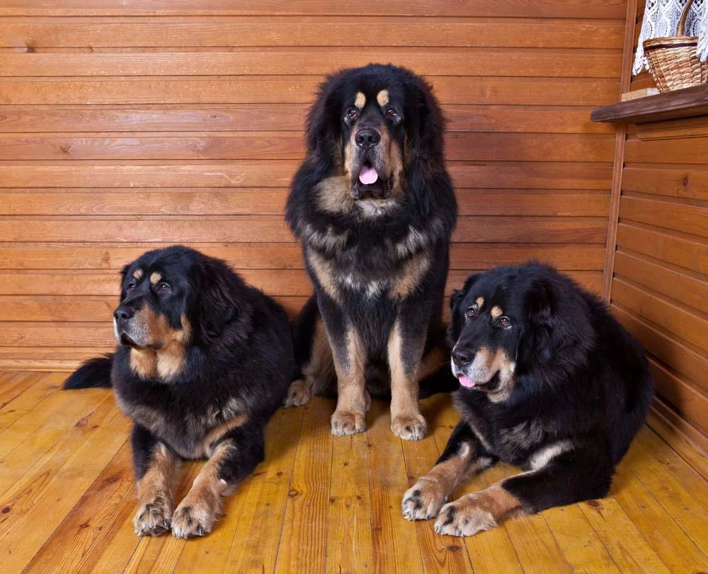 A cor mais comum do cachorro Mastim Tibetano é preto com castanho claro
