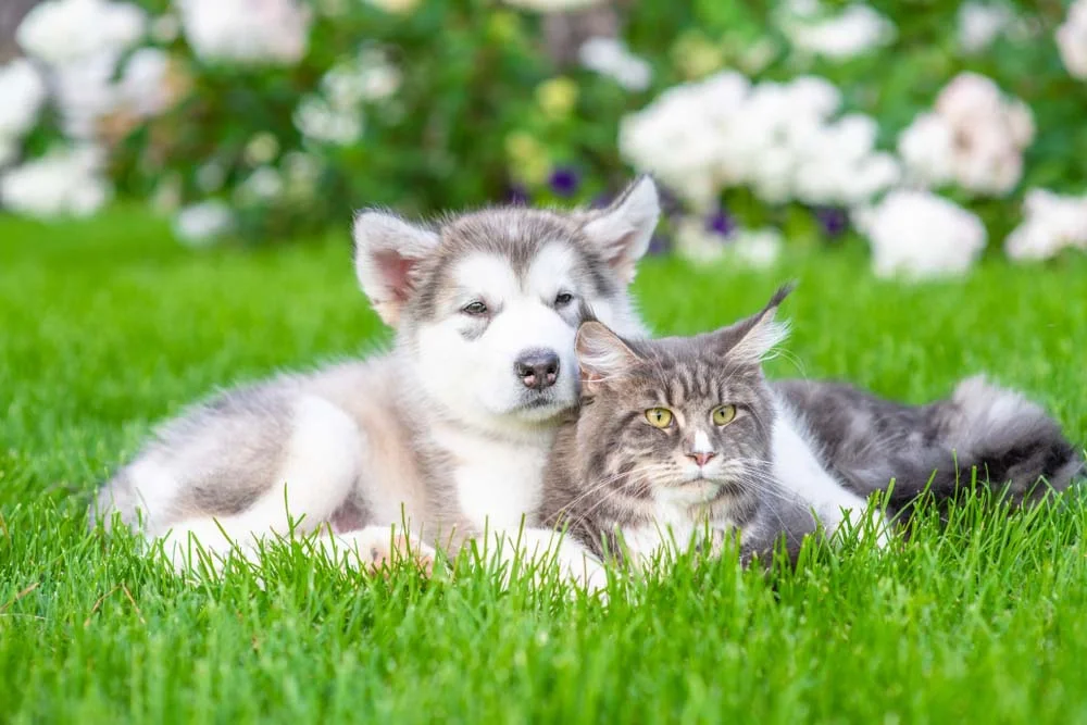 Cachorro e gato: o filhote de cão se dá melhor com o gato adulto, mas ainda assim a adaptação leva tempo