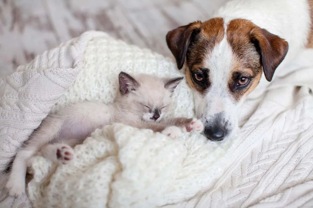Gato e cachorro: as cadelas fêmeas podem desenvolver um instinto maternal com os filhotes de gatos