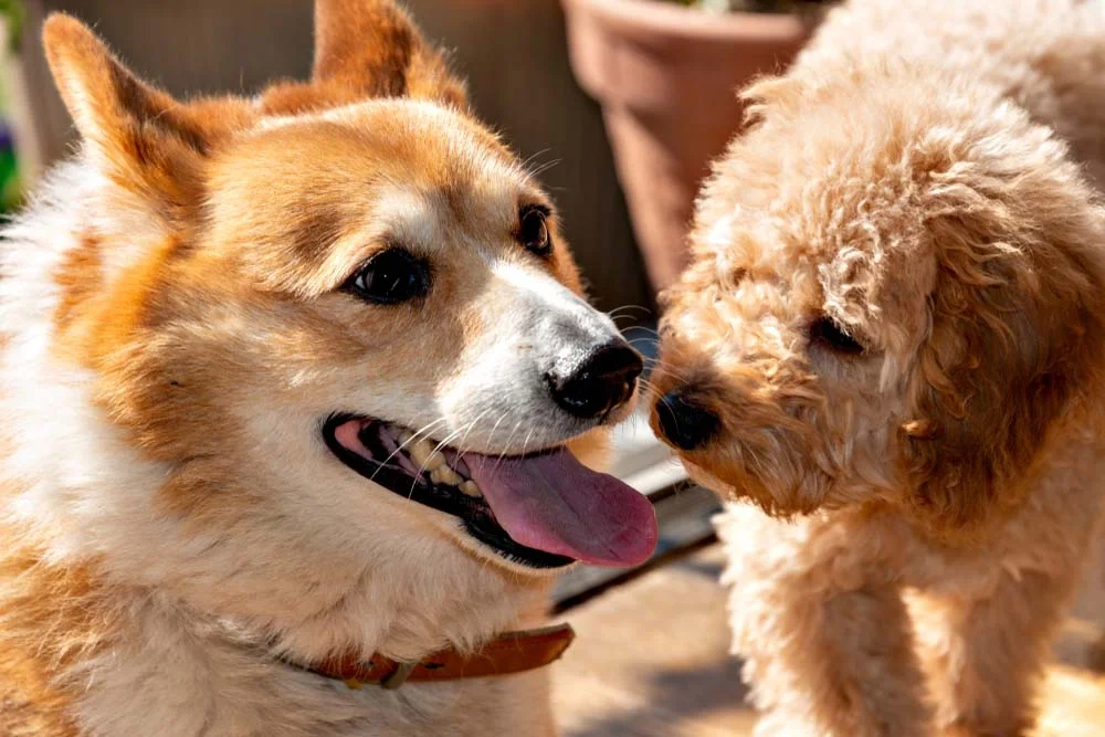 Corgipoo: Poodle é um cão com mais misturas de raças de cachorro