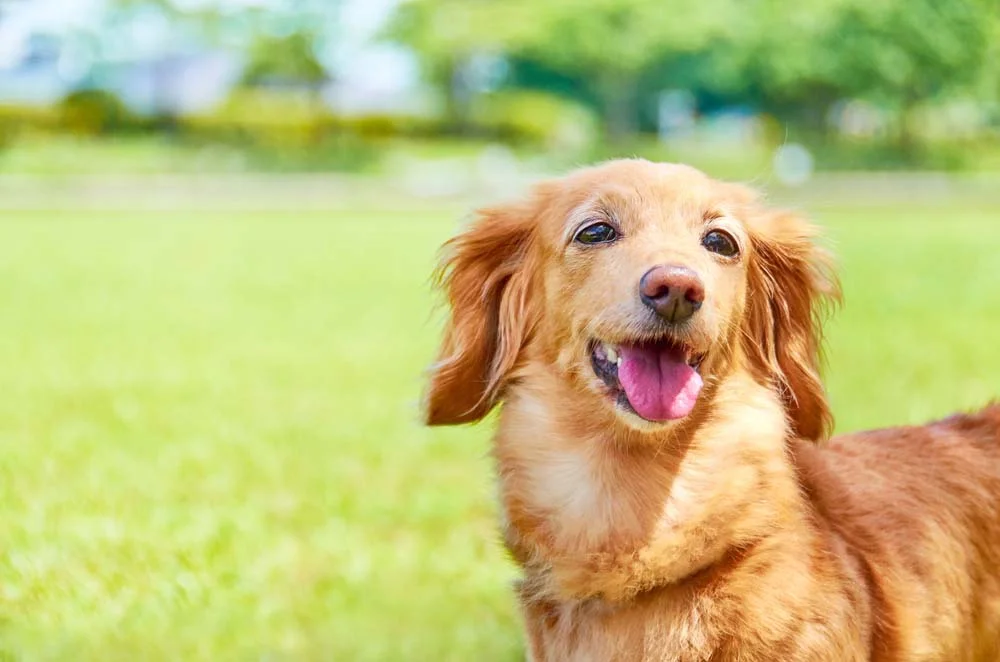 GoldenDasch e Corgi Alemão: Mistura de raça de cachorro pode deixar uma raça grande pequena
