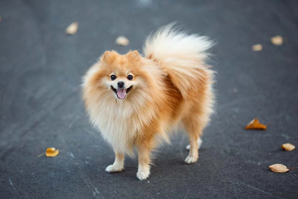 Spitz Alemão (ou Lulu da Pomerânia): cachorro tem uma pelagem exuberante